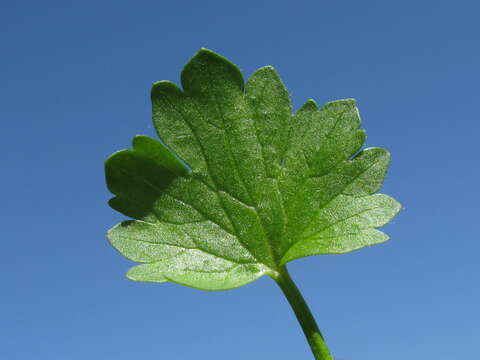 Image de Ranunculus muricatus L.