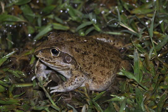 Image of Giant Frog