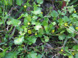 Image de Ranunculus muricatus L.