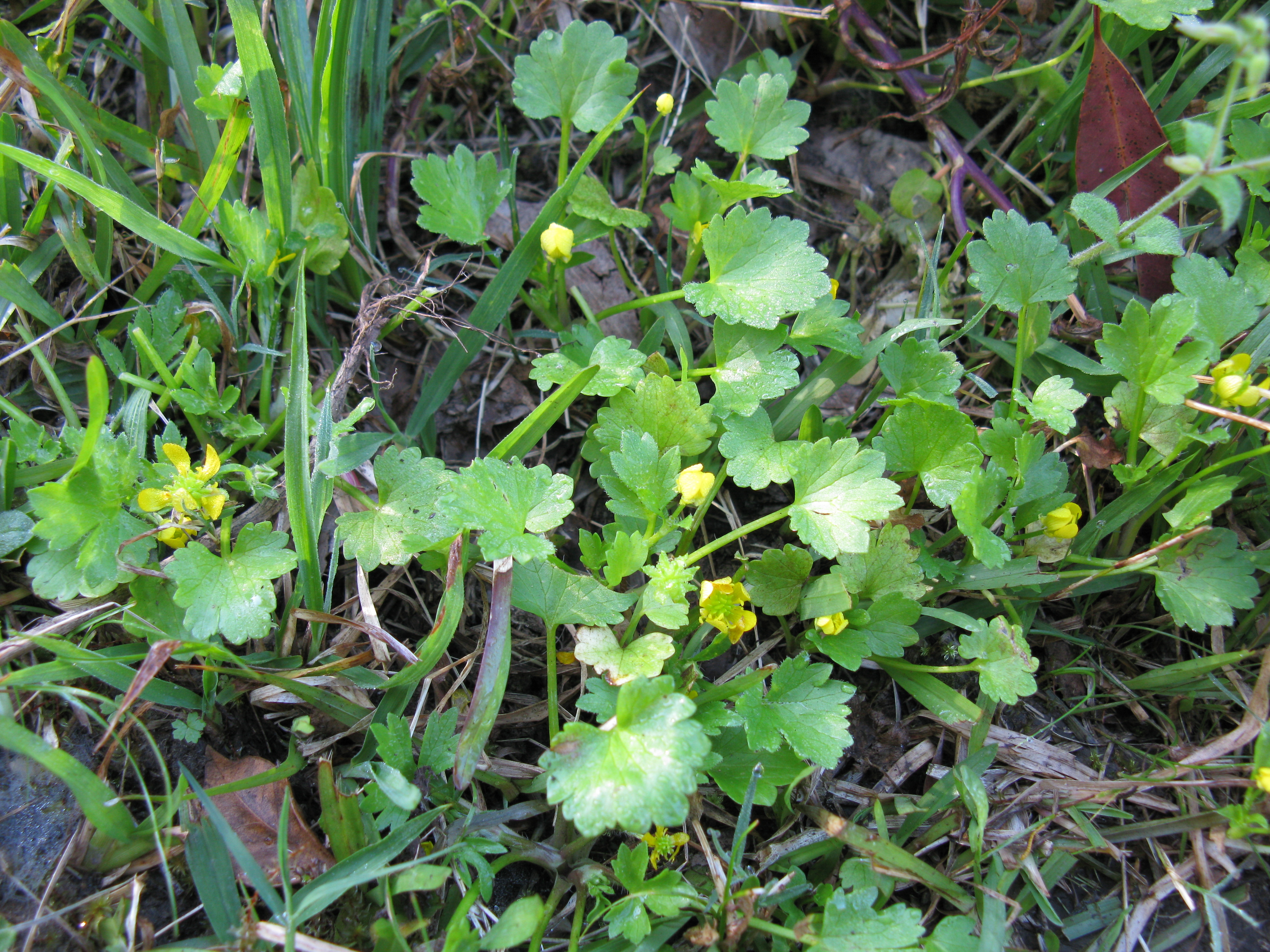 spiny fruit buttercup weed