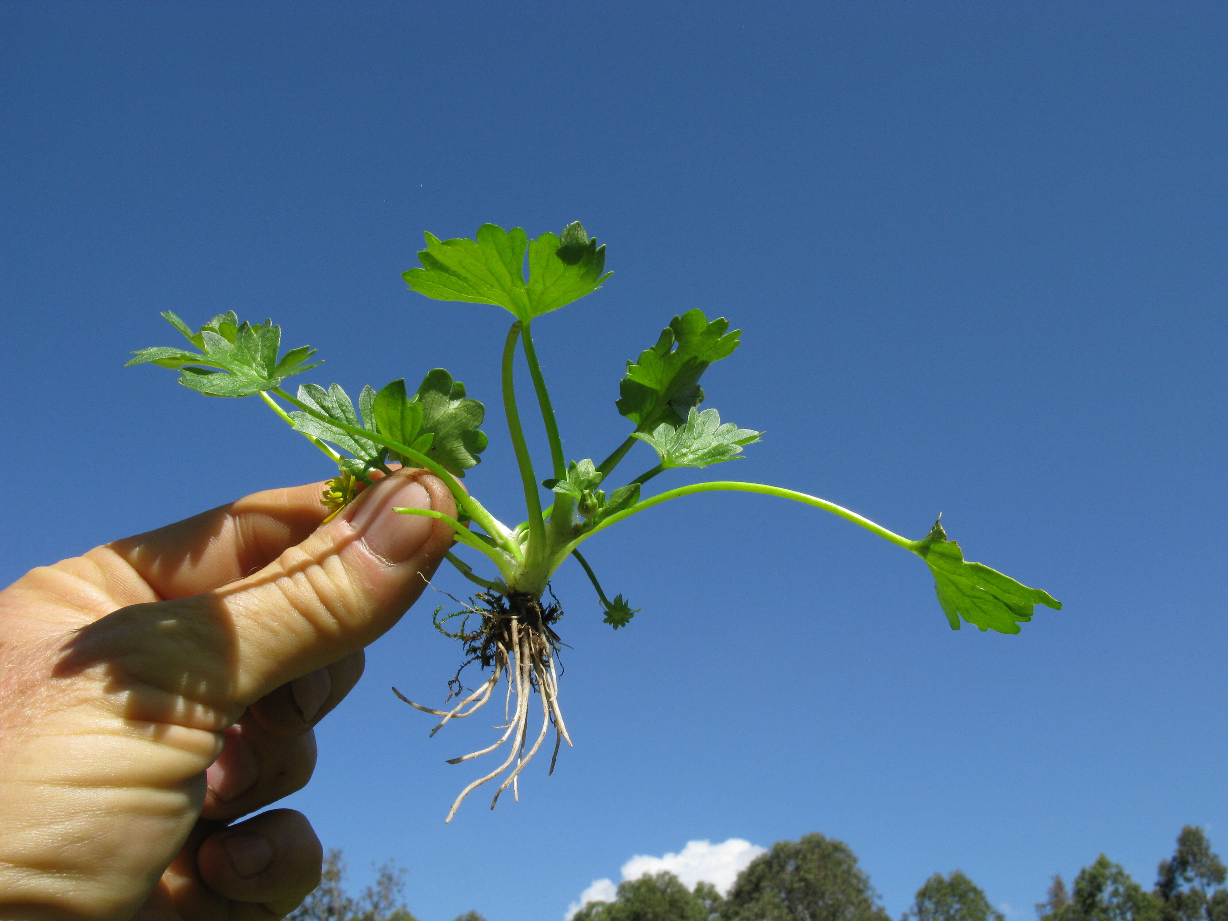 Image de Ranunculus muricatus L.