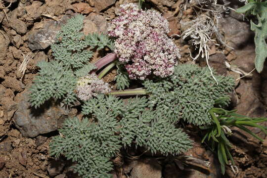 Image of Lomatium ravenii var. paiutense K. M. Carlson & Mansfield