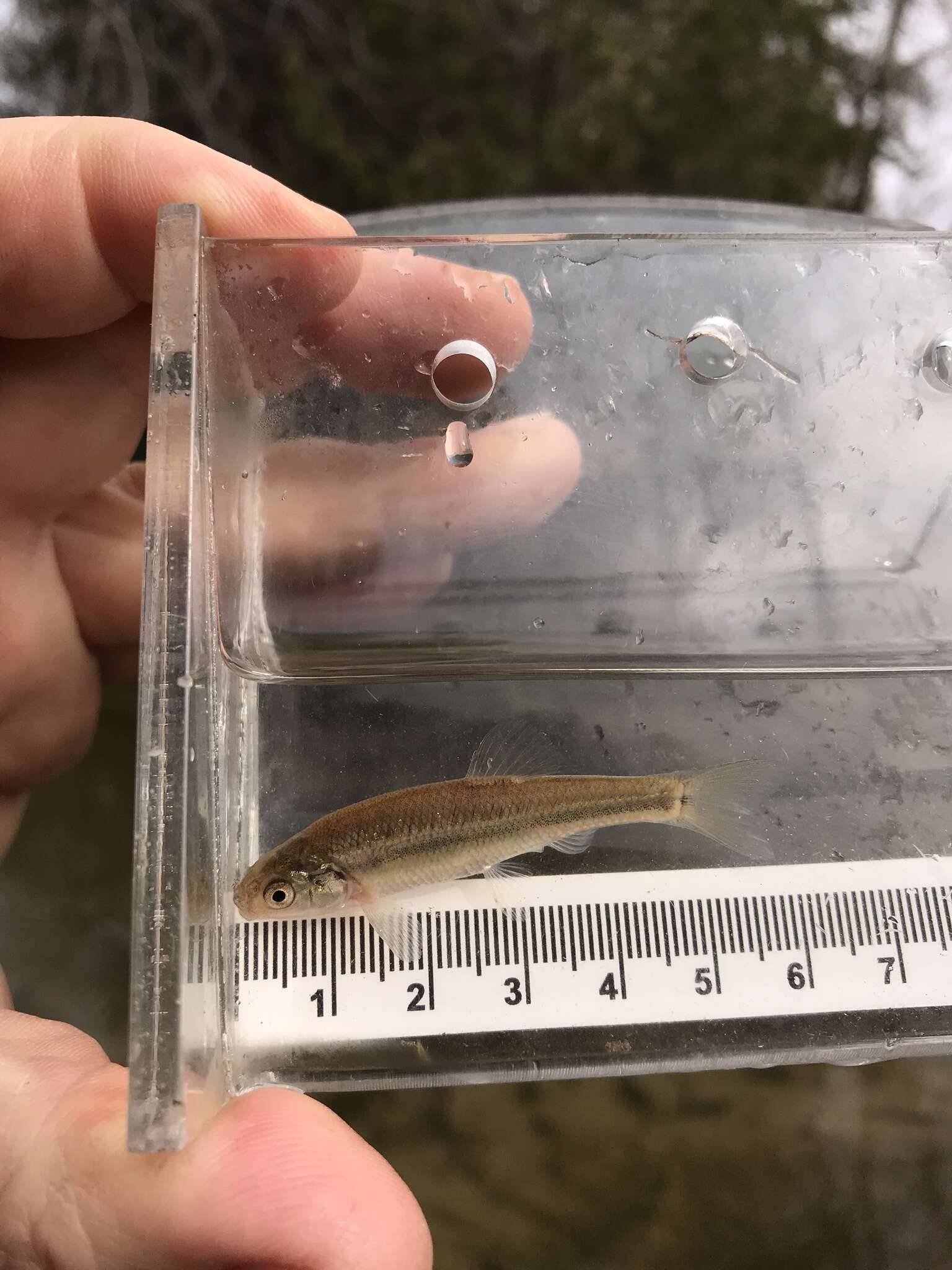 Image of Fathead Minnow