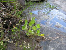 Image de Ranunculus muricatus L.