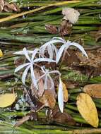 Image de Crinum thaianum J. Schulze