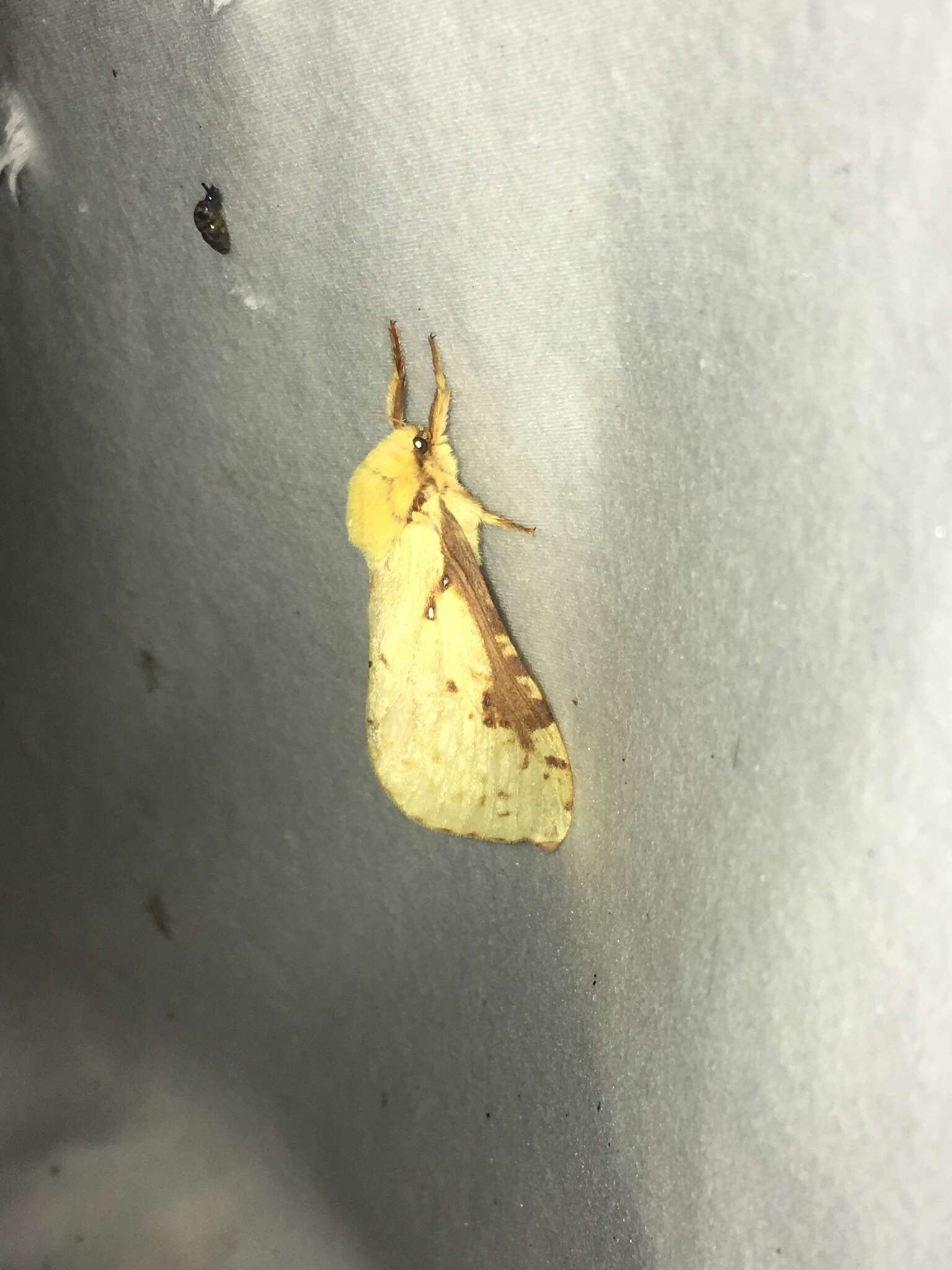 Image of Willow Ghost Moth