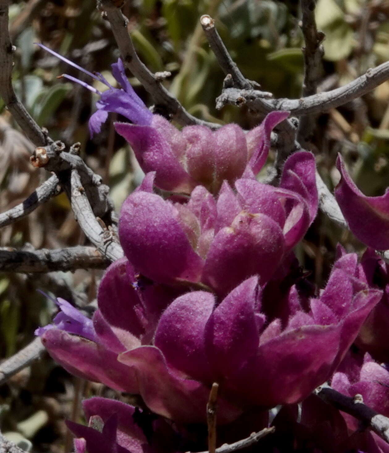 Sivun Salvia pachyphylla Epling ex Munz kuva