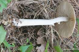 Image of Marasmius nigrodiscus (Peck) Halling 1983