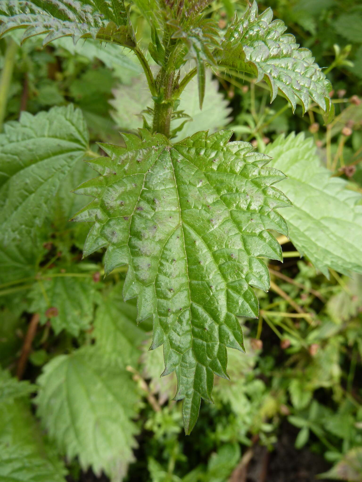 Image of Urtica kioviensis Rogow.