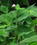 Image de Tradescantia poelliae D. R. Hunt