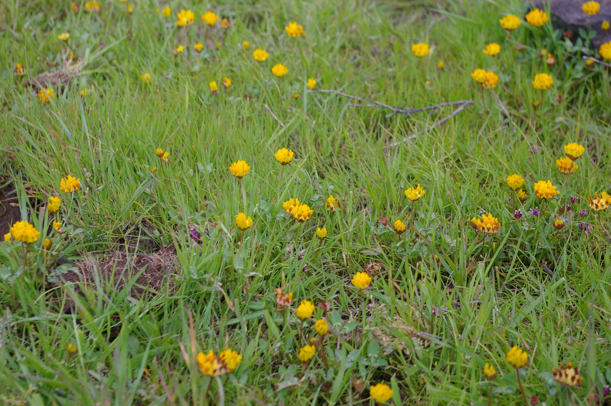 Слика од Trifolium jokerstii Vincent & Rand. Morgan