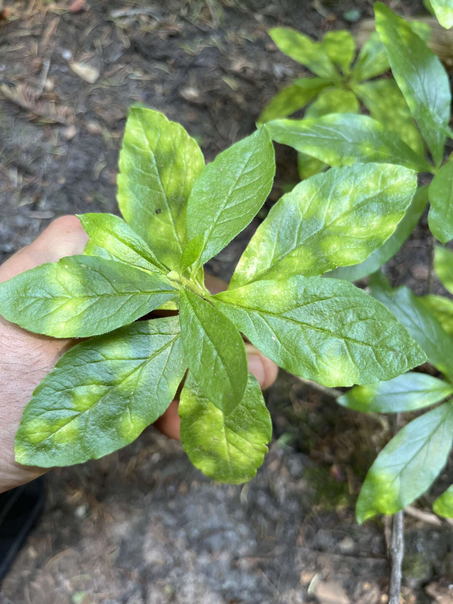 Exobasidium burtii Zeller 1934 resmi