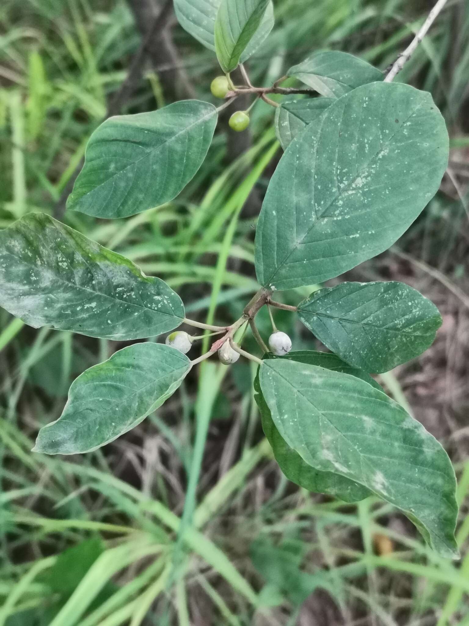 Imagem de Microsphaera divaricata (Wallr.) Sacc. 1882