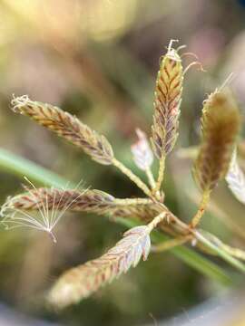 Imagem de Cyperus diandrus Torr.