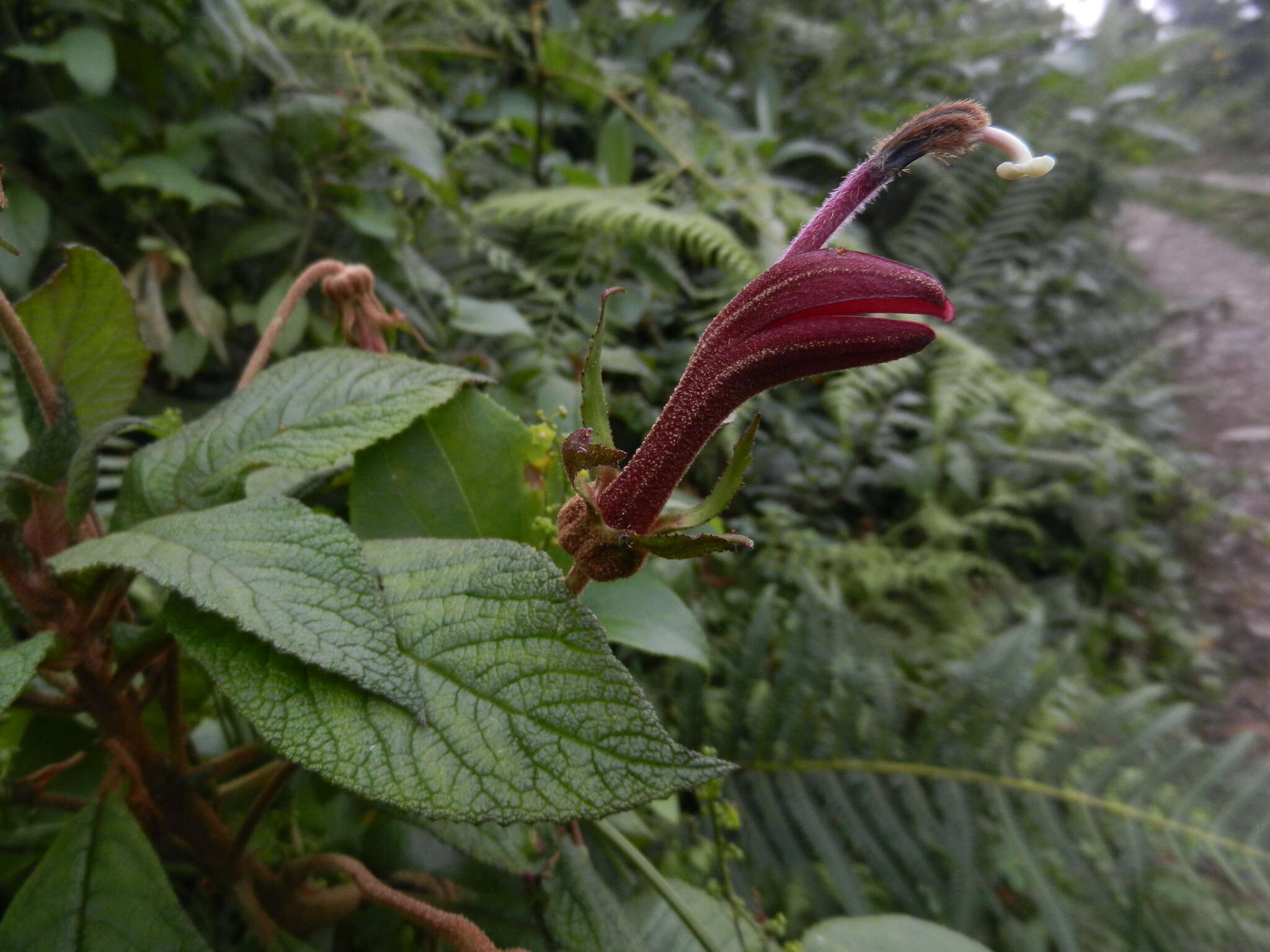 Image of Centropogon mandonis Zahlbr.