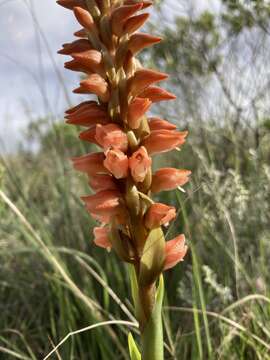 Image of Skeptrostachys arechavaletanii (Barb. Rodr.) Garay