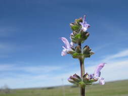 Image of verbena sage