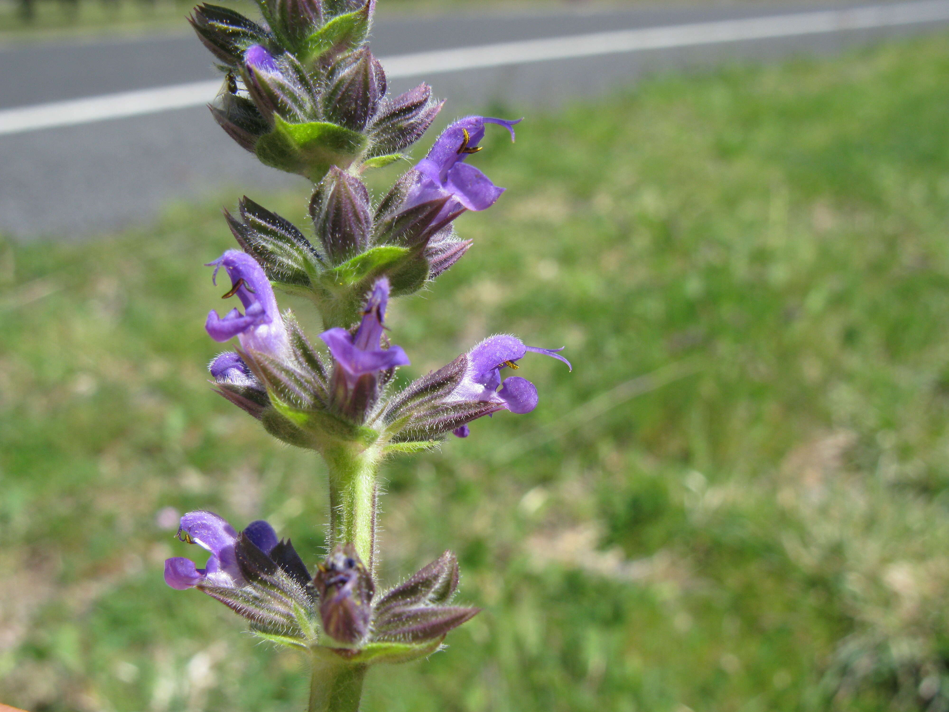 Image of verbena sage