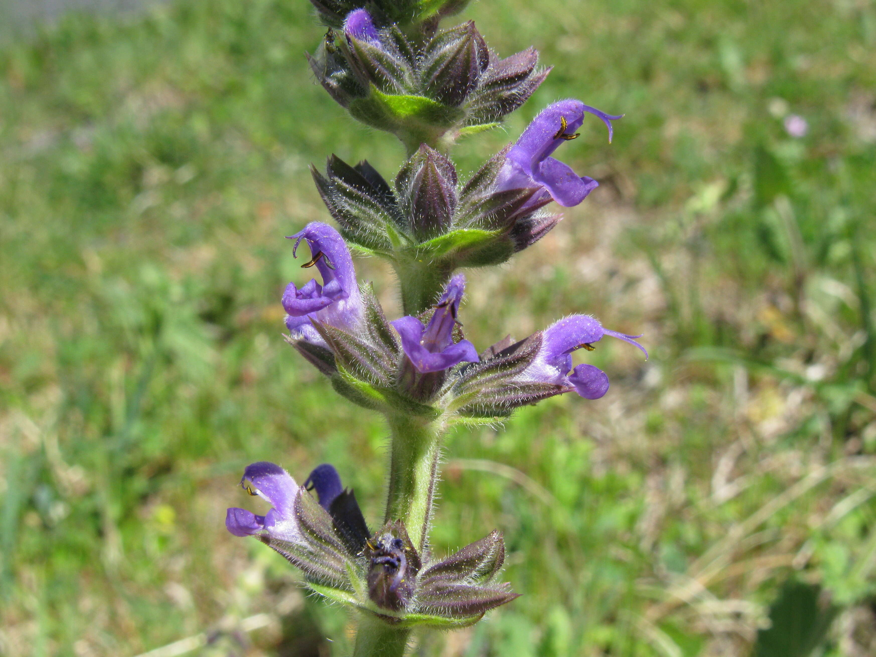 Image of verbena sage