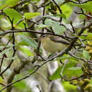 Image of Vireo gilvus swainsoni Baird & SF 1858