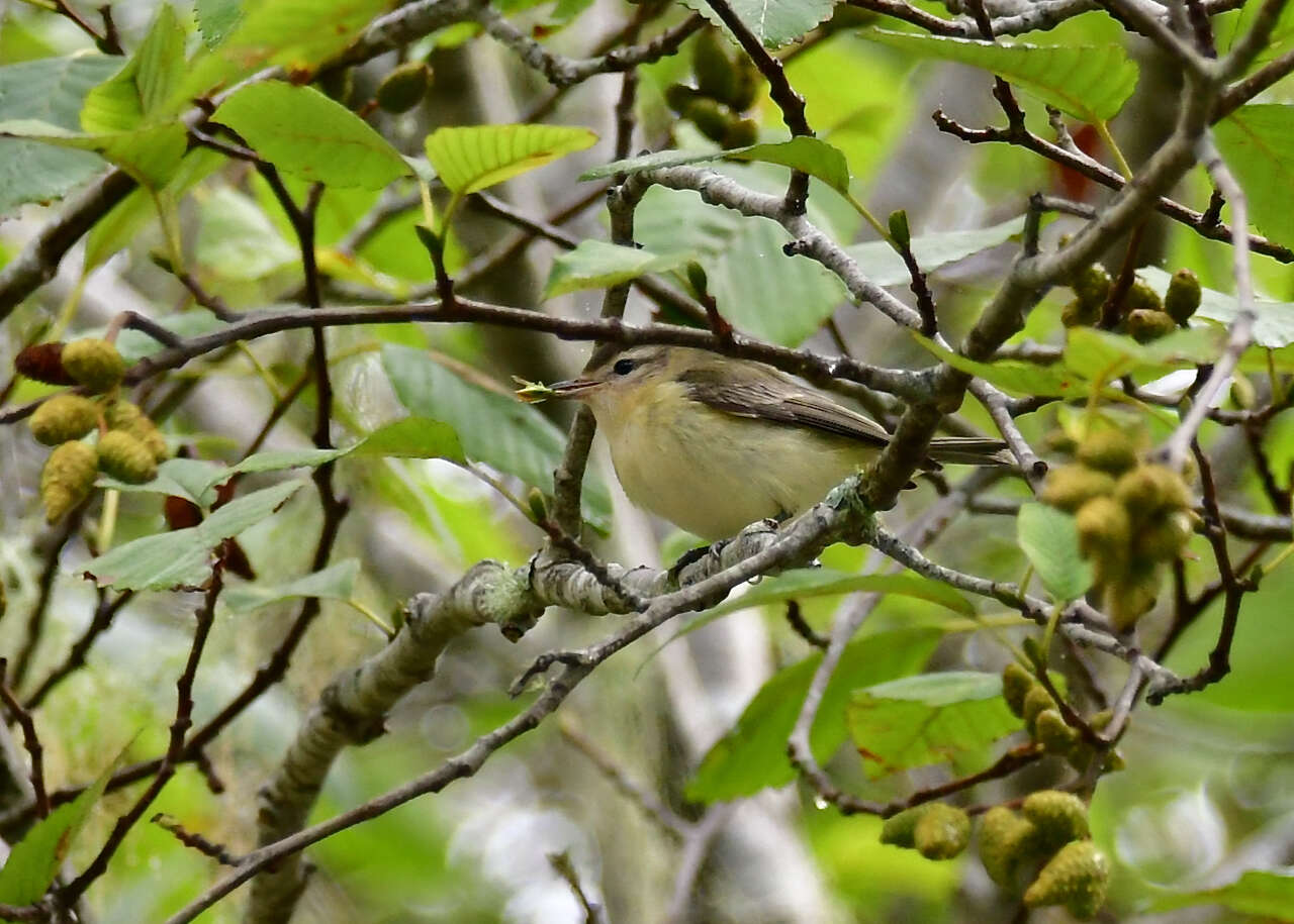 Image of Vireo gilvus swainsoni Baird & SF 1858