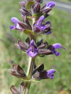 Image of verbena sage