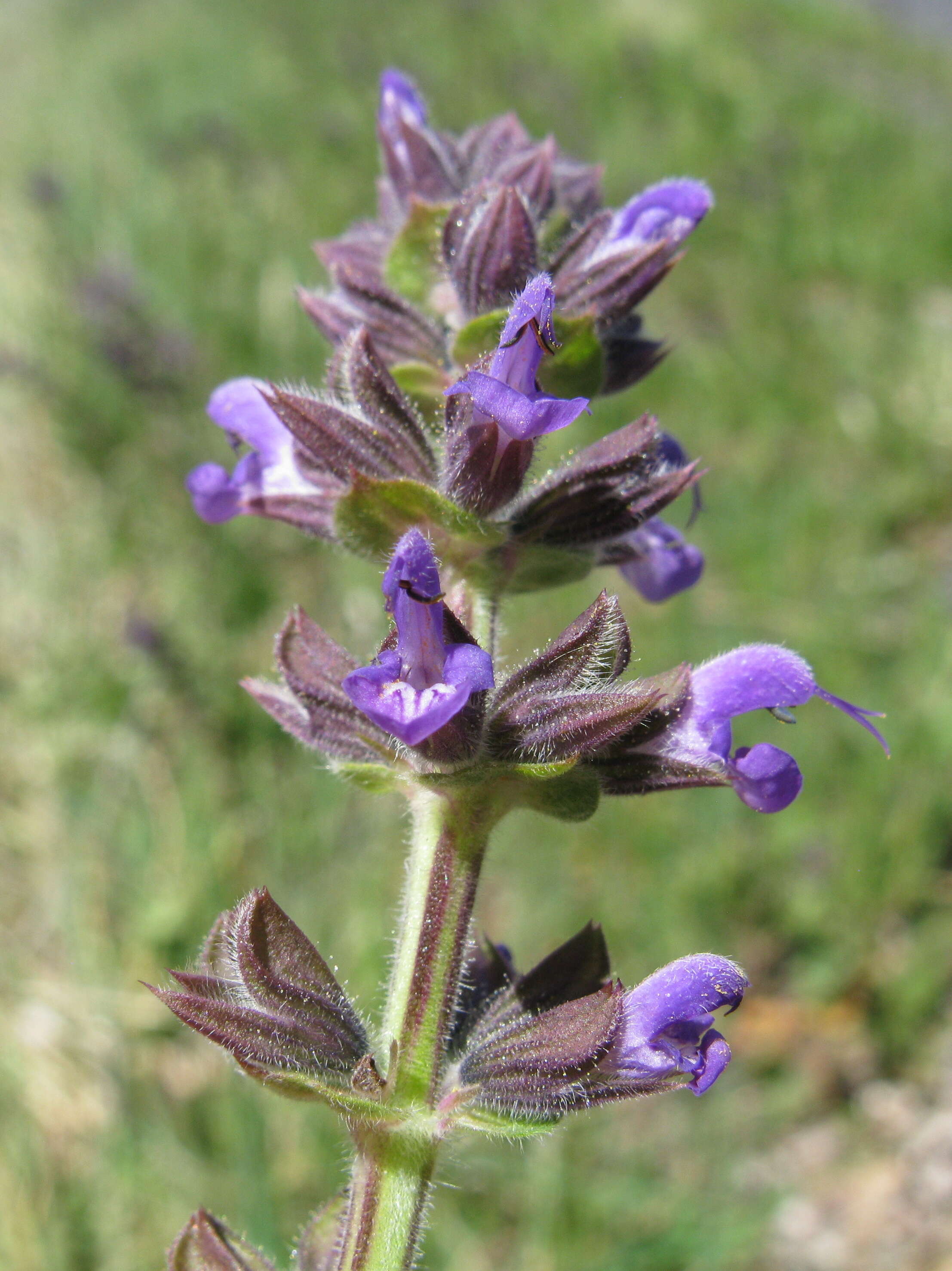 Image of verbena sage