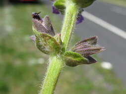 Image of verbena sage