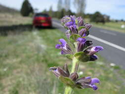 Image of verbena sage