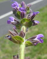 Image of verbena sage