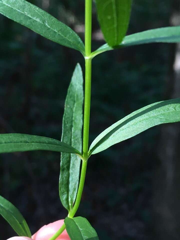 Plancia ëd Stachys hyssopifolia Michx.