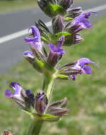 Image of verbena sage