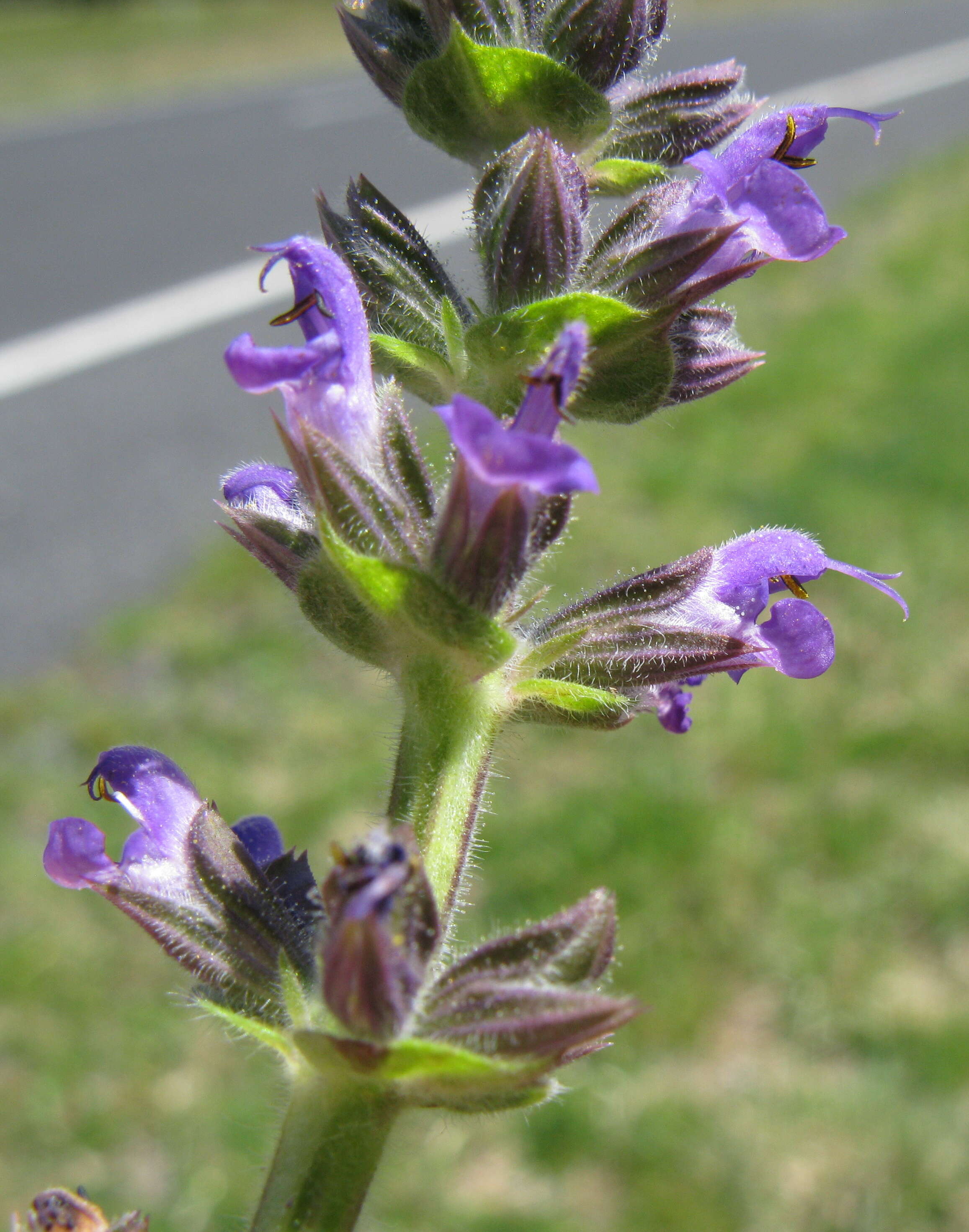 Image of verbena sage