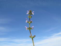 Image of verbena sage