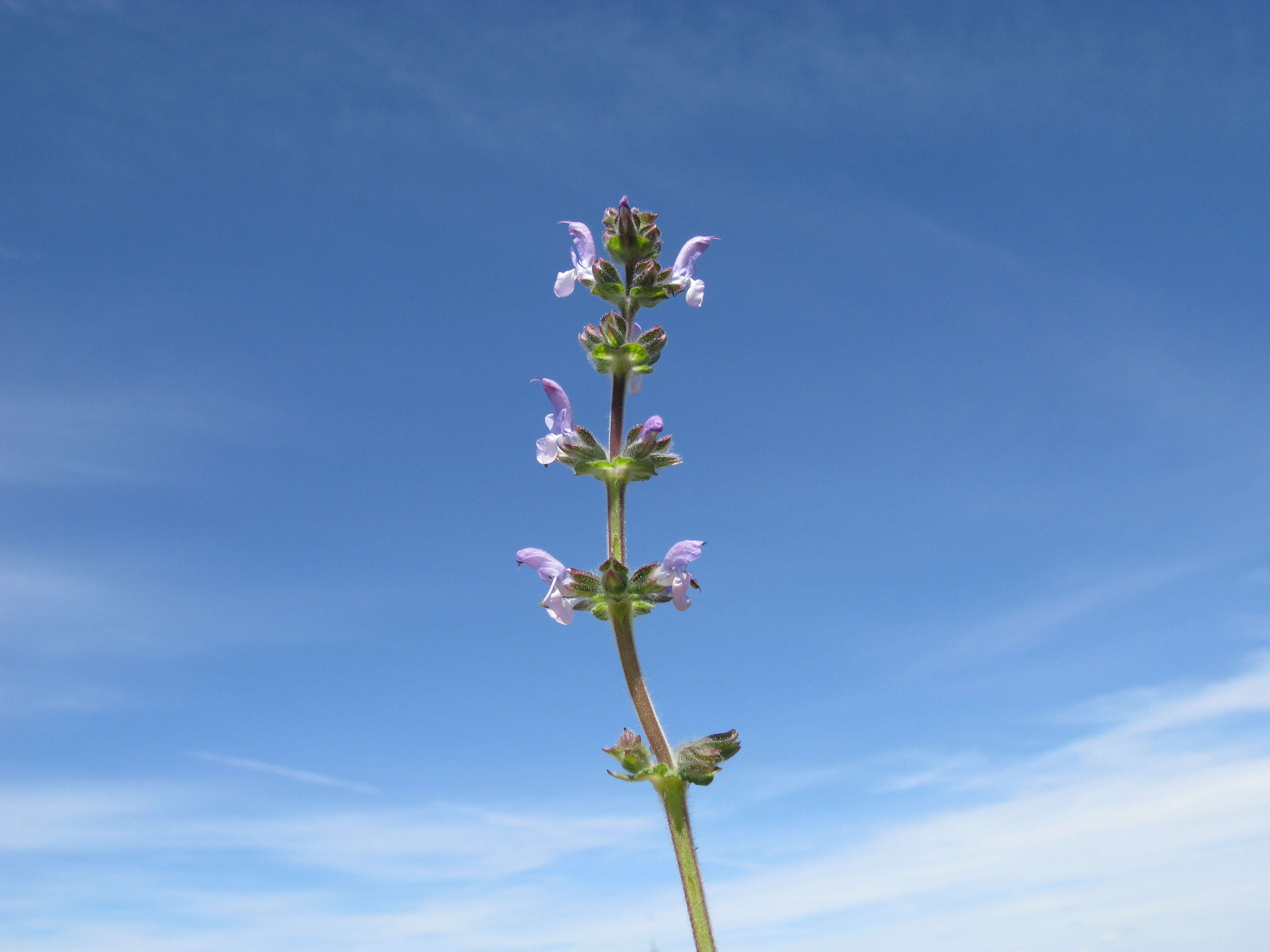 Image of verbena sage