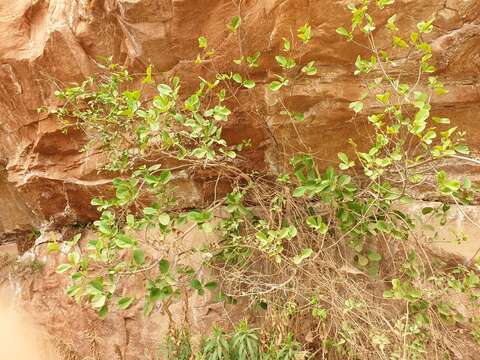 Image of beechleaf frangula