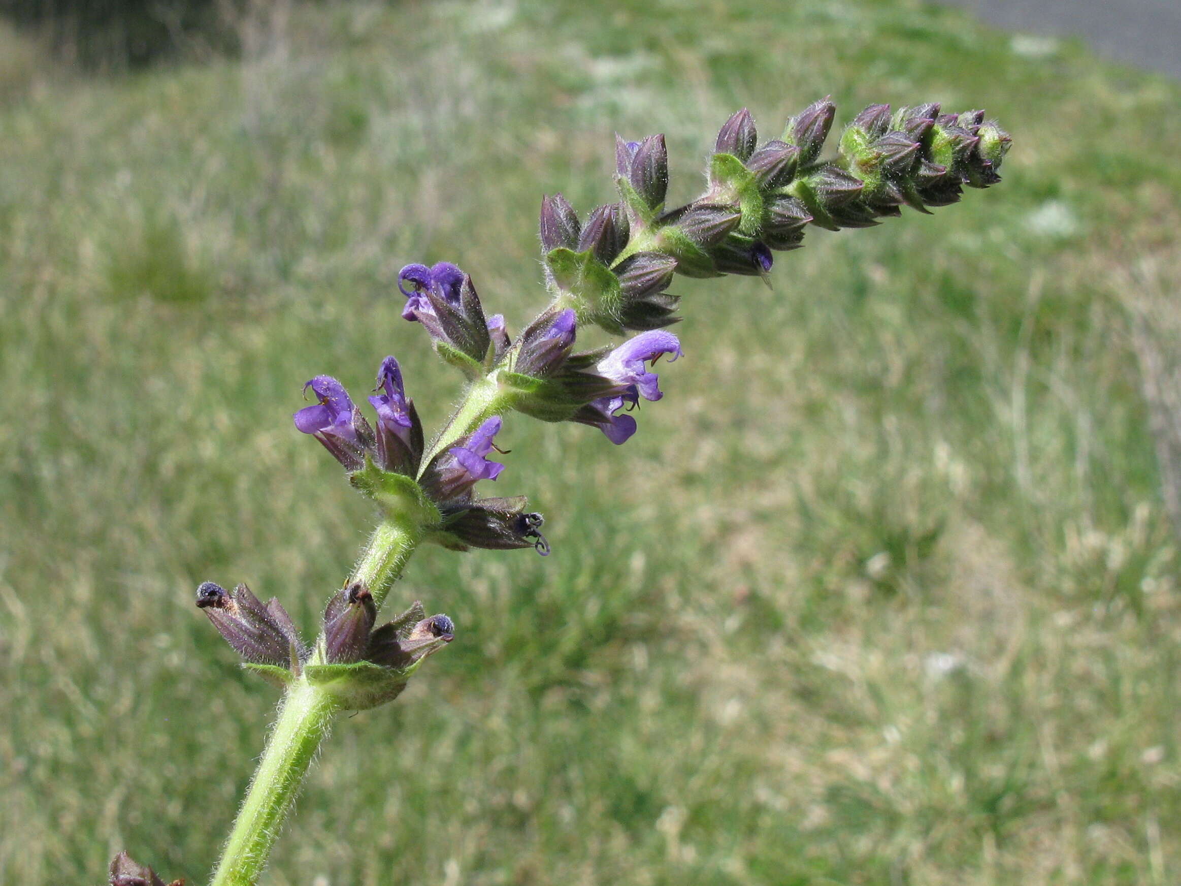 Image of verbena sage