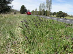 Image of verbena sage