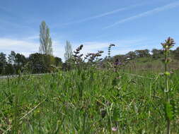 Image of verbena sage