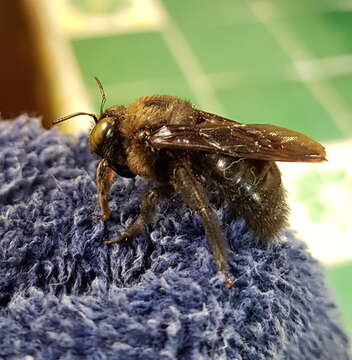 Xylocopa guatemalensis Cockerell 1912 resmi