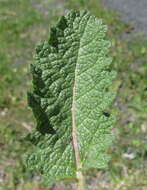 Image of verbena sage