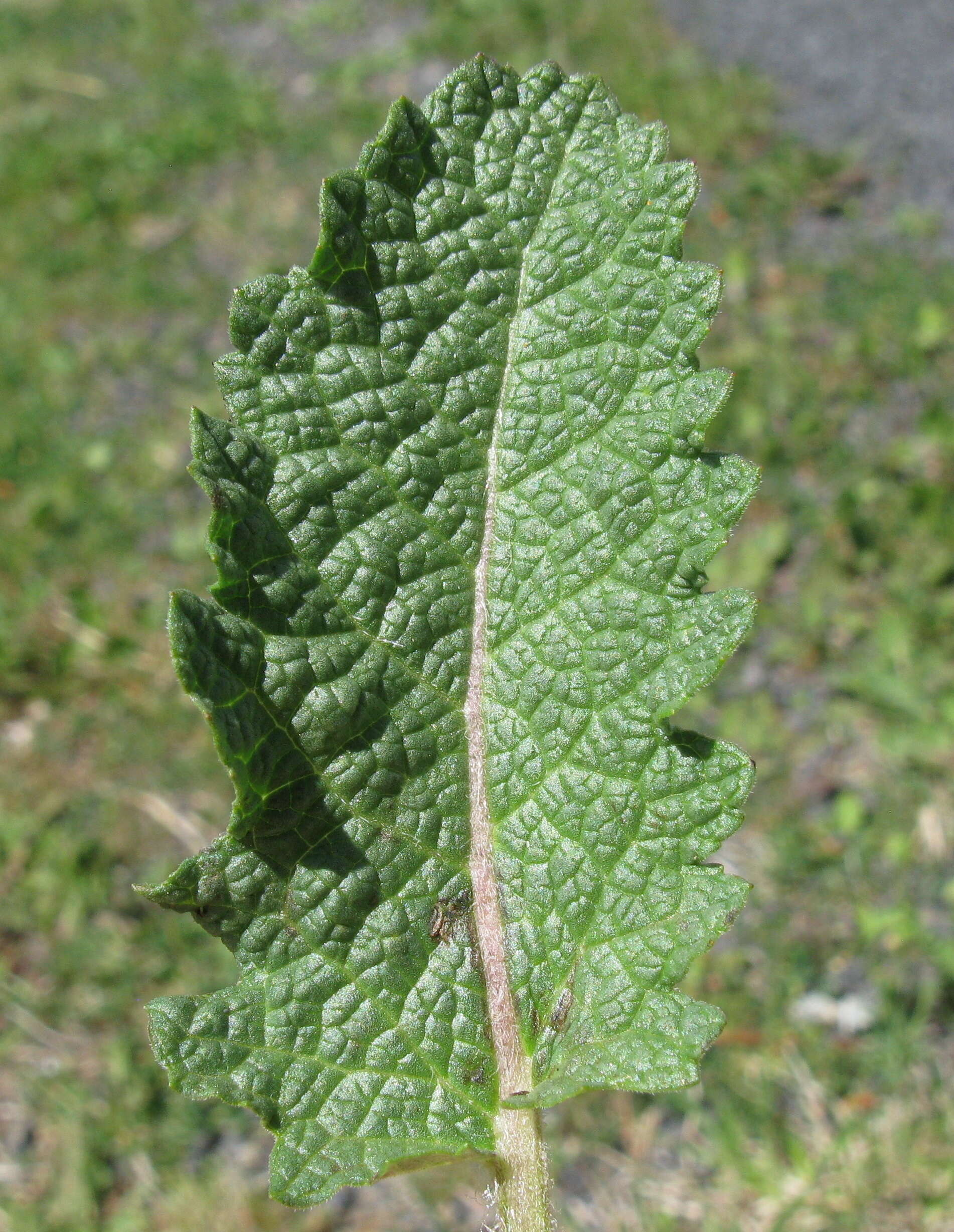 Image of verbena sage