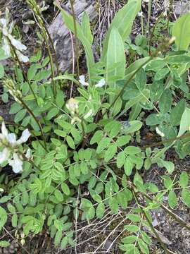 Astragalus robbinsii (Oakes) A. Gray的圖片