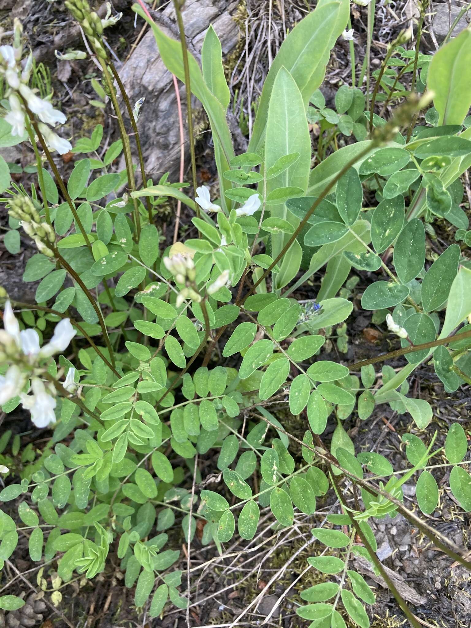 Image of Robbins' milkvetch