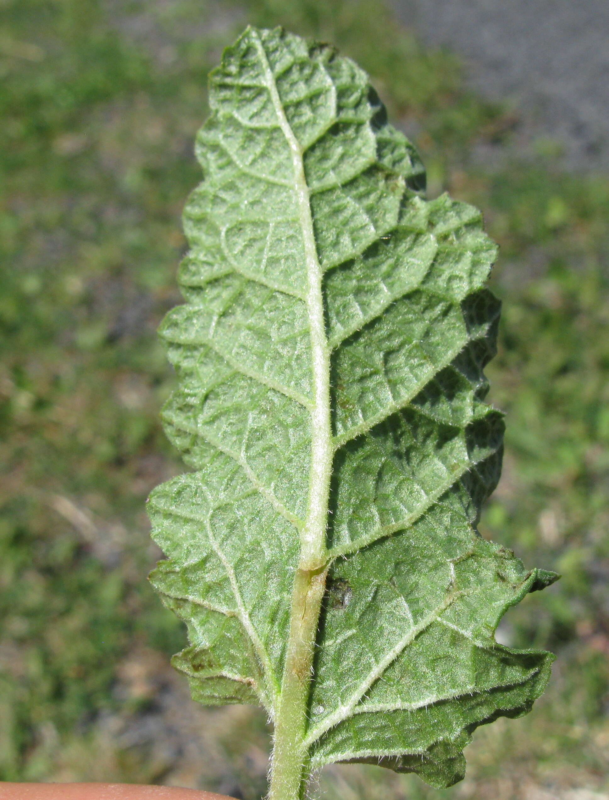 Image of verbena sage