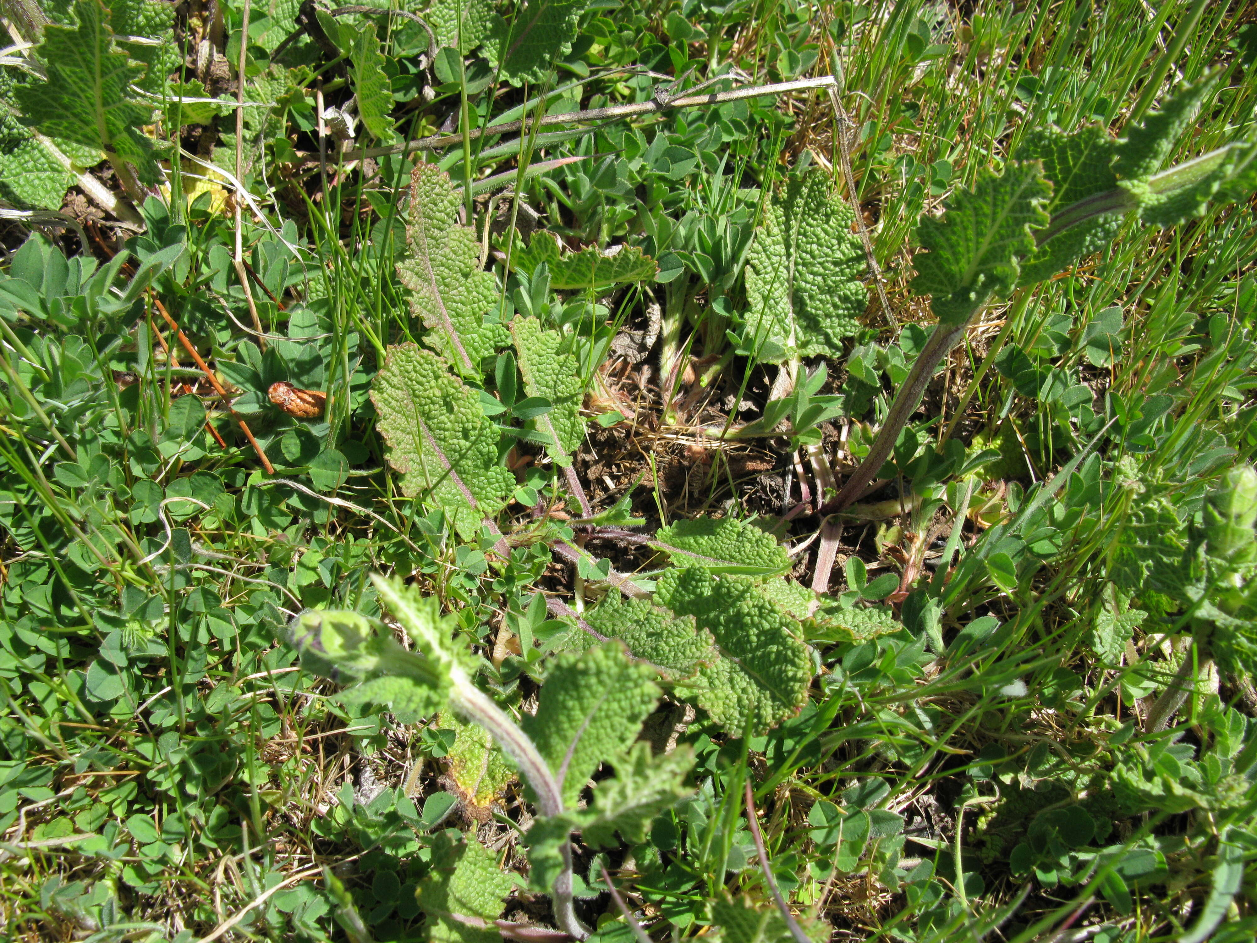 Image of verbena sage