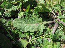 Image of verbena sage