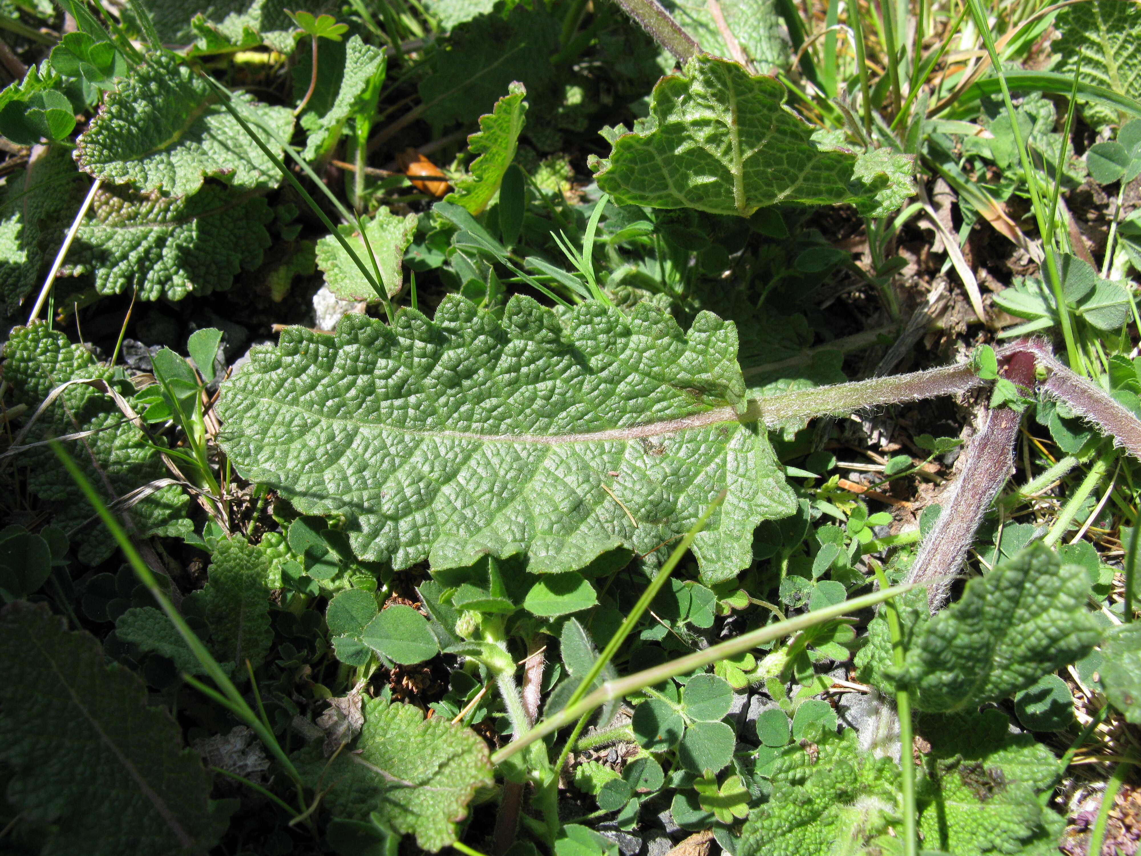 Image of verbena sage