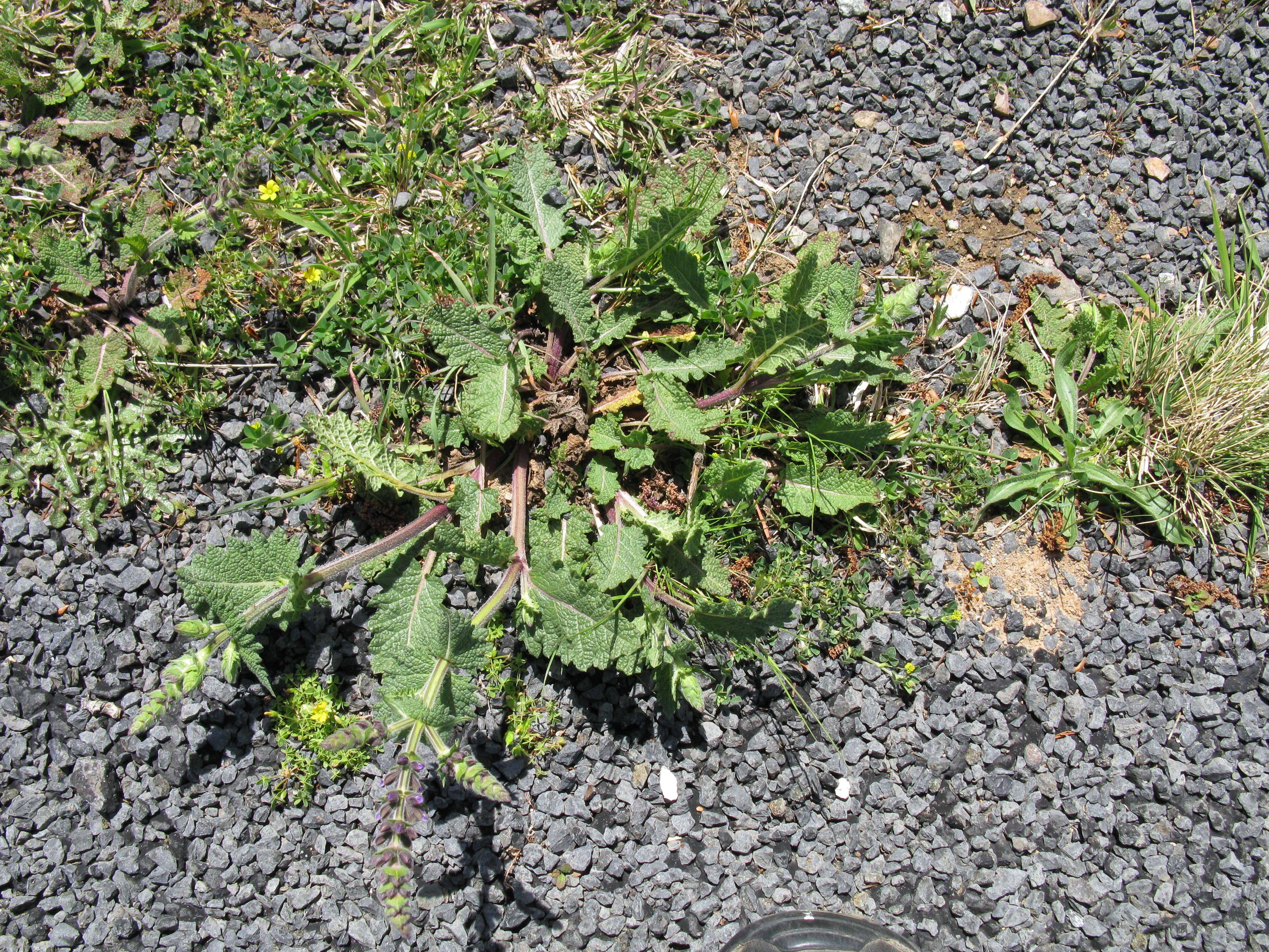 Image of verbena sage