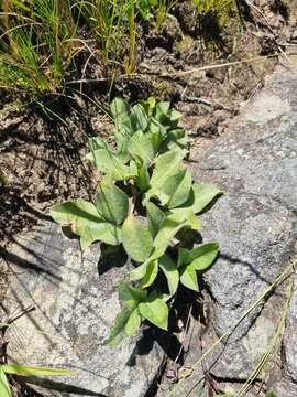 Image of Pearsonia grandifolia subsp. grandifolia